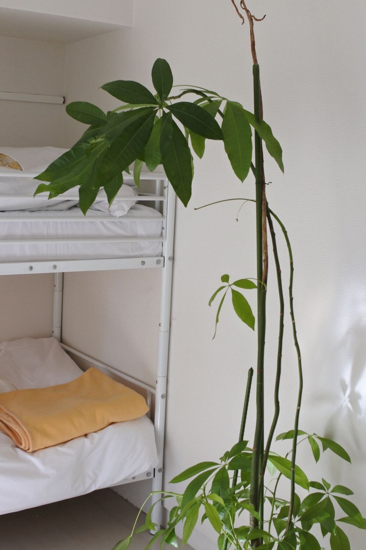 Kagoshima Guest House M104 - Hostel Buitenkant foto